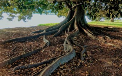 The Foundation of Trust – Why It Matters