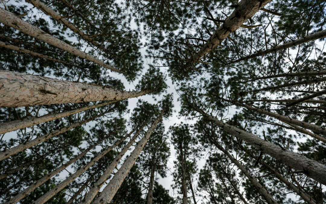 Fierce listening and the limits of “active listening”