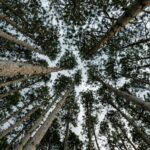 Low angle shot of tall trees in a forest