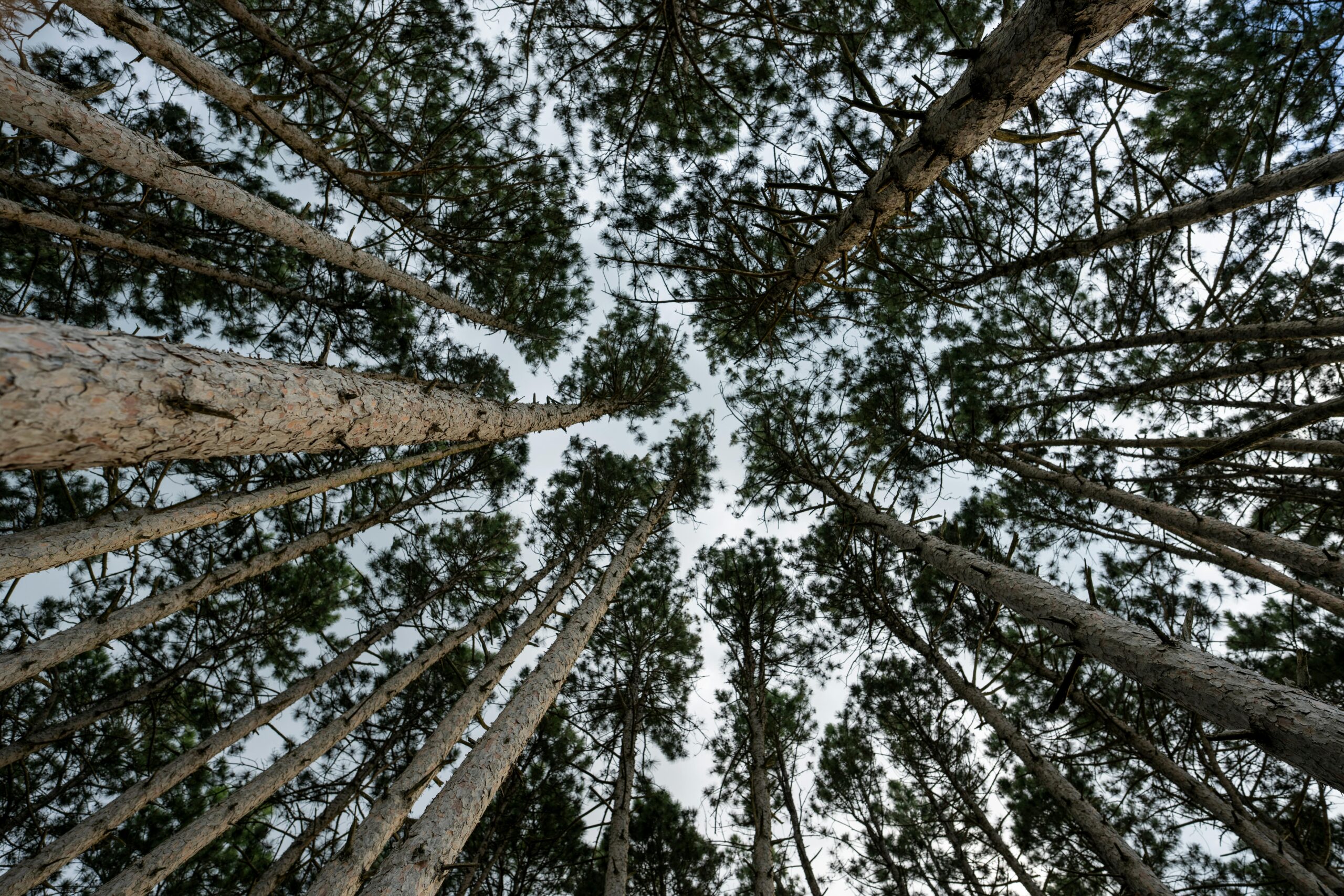 Low angle shot of tall trees in a forest